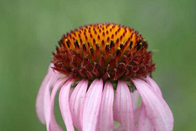 Echinacea angustifolia