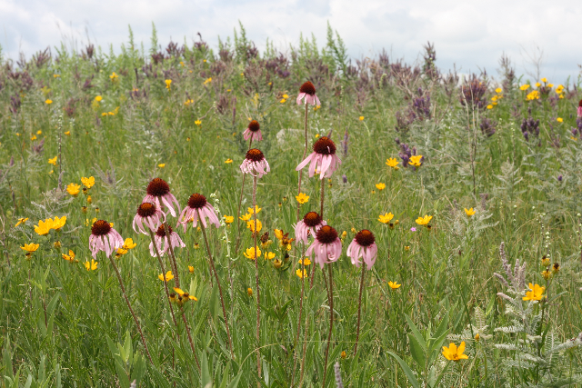 flowering prairie plants
