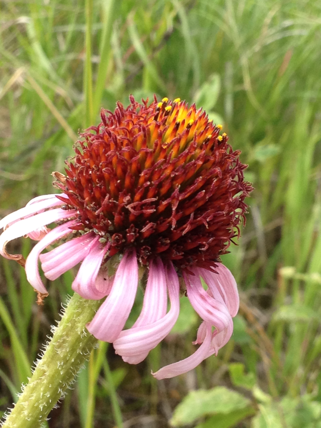 Echinacea angustifolia